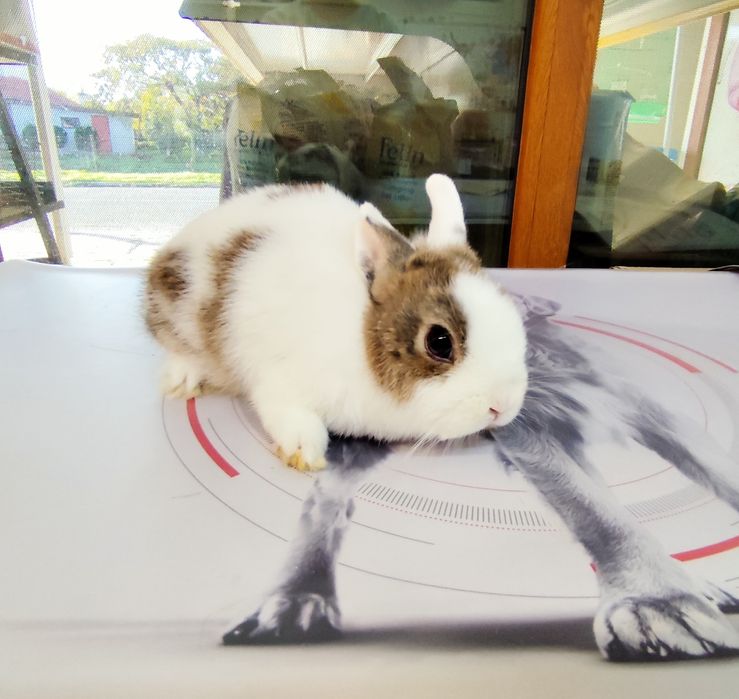 Декоративно зайче