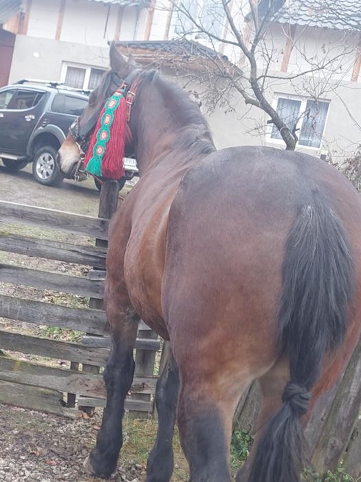 De vanzare cal de 4 ani