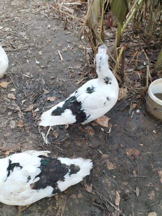 Rățoi muți mari 5 bucăți