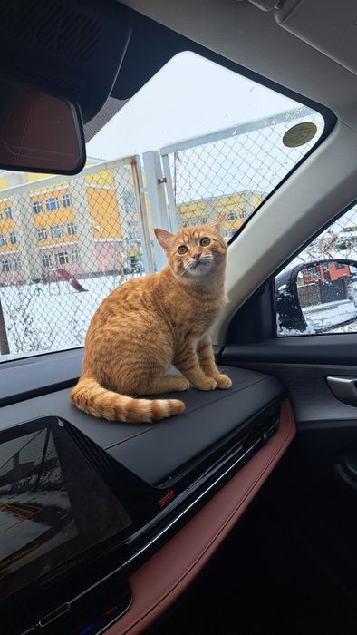 Домашняя кошку отдам