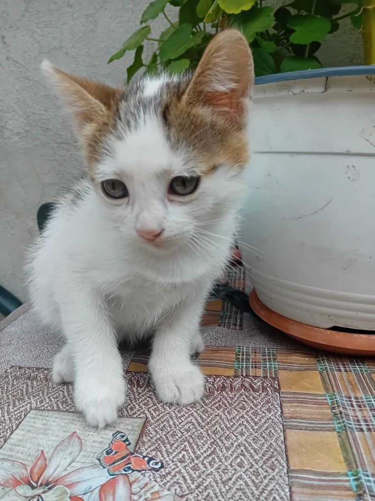 Donez doi pui de pisica