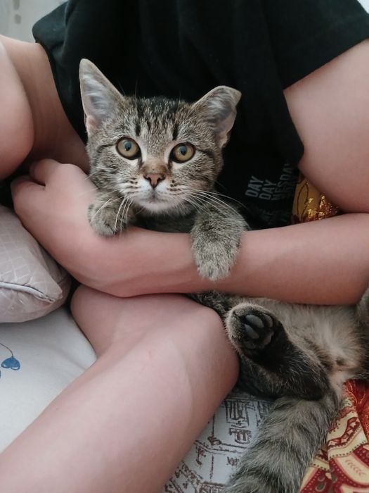 Кошка отдам в хорошие руки
