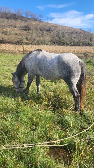 Iapa de 8 ani gestanta in 5 luni