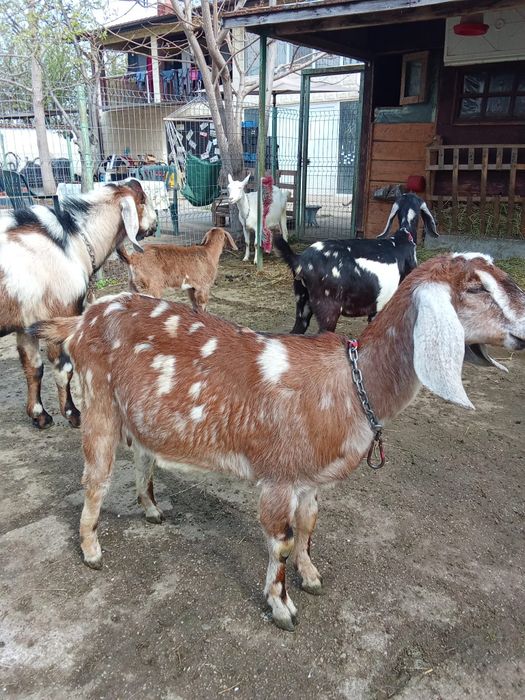 Vând Capre Anglonubiene