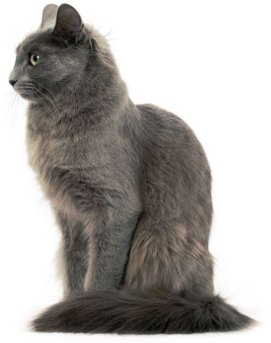 Вязка Кот Нибелунг