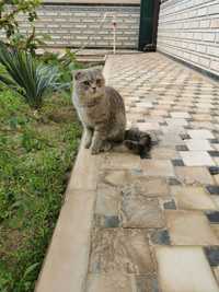 Вязка. Нужна породистая, прививонная кошка для Вязки (прививка обязате