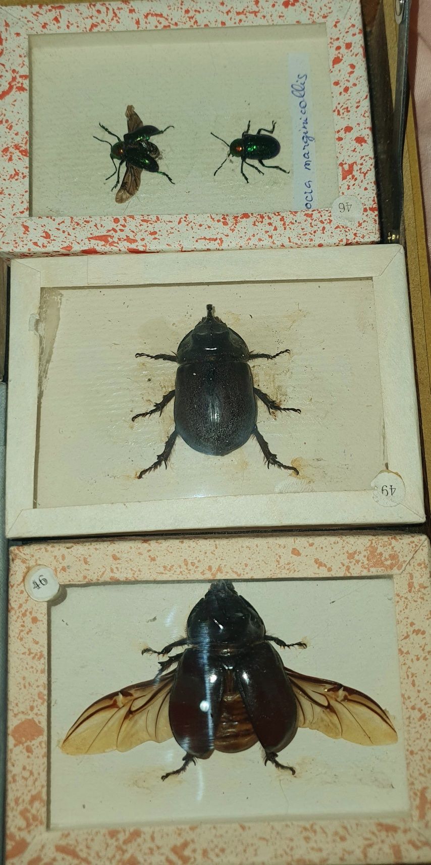 Qotirilgan hasharotlar. Biologiyaga oid