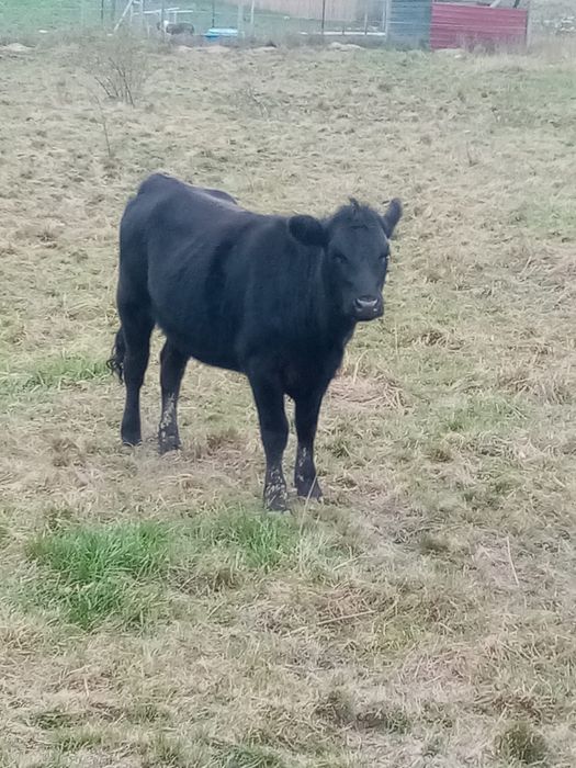 Vand vitea angus 1 an