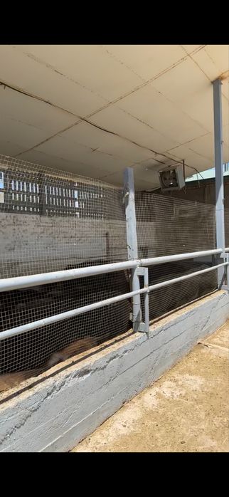 Майскида 7 гектарли ферма сотилади