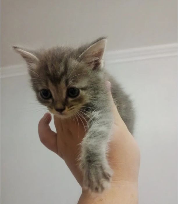 Котята от 15 тыс