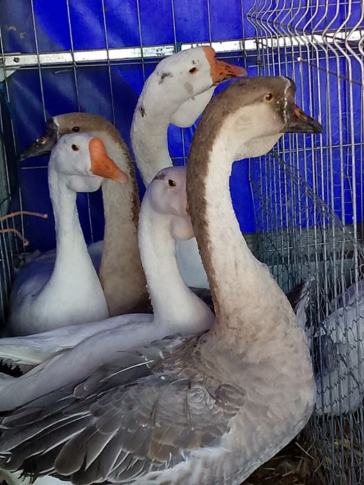 Gâște leșești și Eden