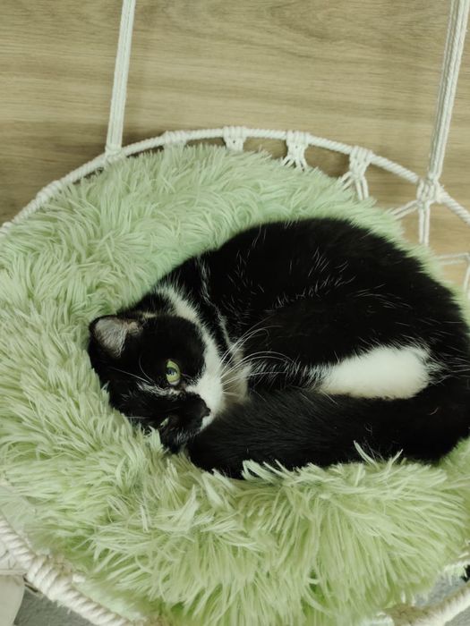 Ищем дом для кошечки, кошка