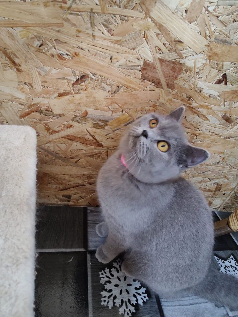 British shorthair Blue