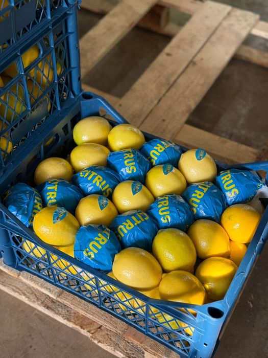 Лимон Турция прямая поставка по всем регионам Казахстана  оптом .