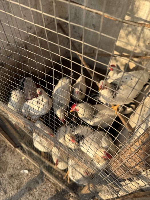 Товук сотилади,хаммаси жожалигидан бокилган