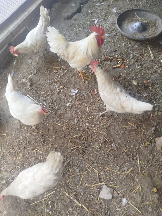 Domashniy tovuqlar sotiladi