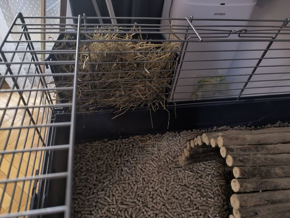 Porcușori de Guineea+ cușcă