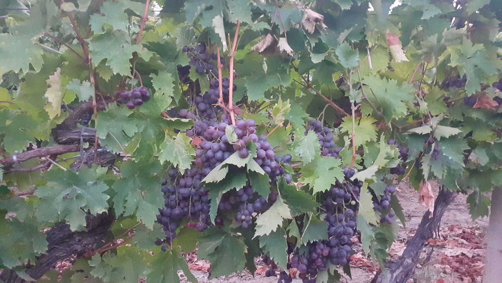 Vanzare struguri de masă/vin