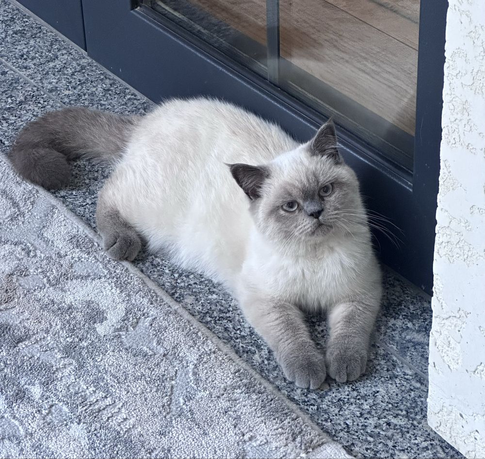 Скоттиш страйт кошка