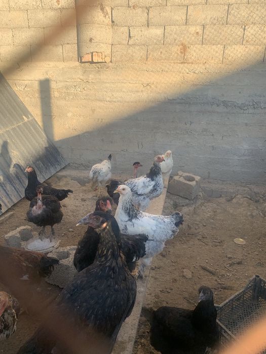 Продам кур или обмен