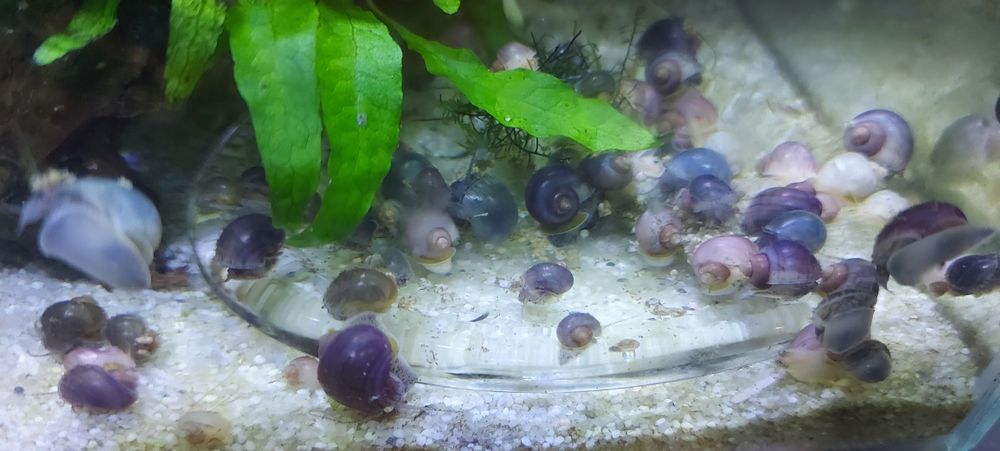 Melci pomaceea, de substrat si plante