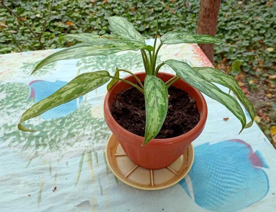 Хлорофитум и аглаонема