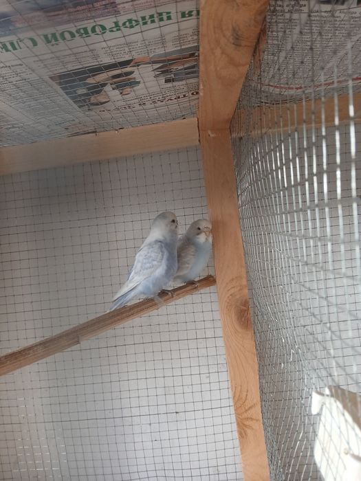 Popugaylar sotiladi soglom tayyor paralar