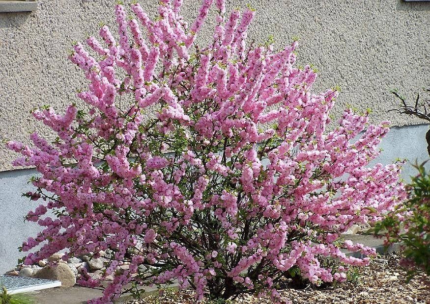 Бадем (Prunus dulcis)-150-160см.