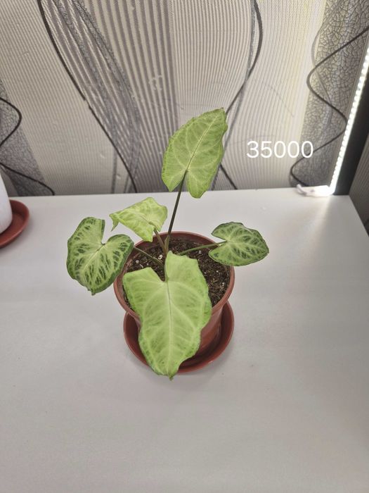 Продаётся комнатные цветы