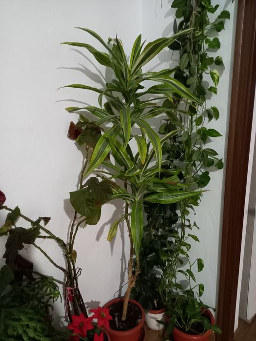 Vând plante de apartament