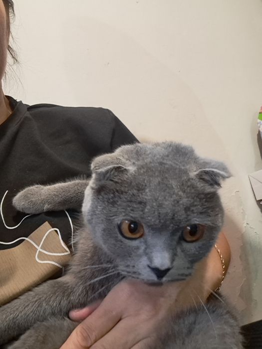 Кошка бесплатно, Отдам в добрые руки