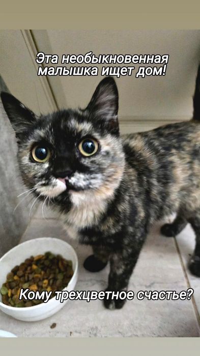 Котенок счастливый трехцветный