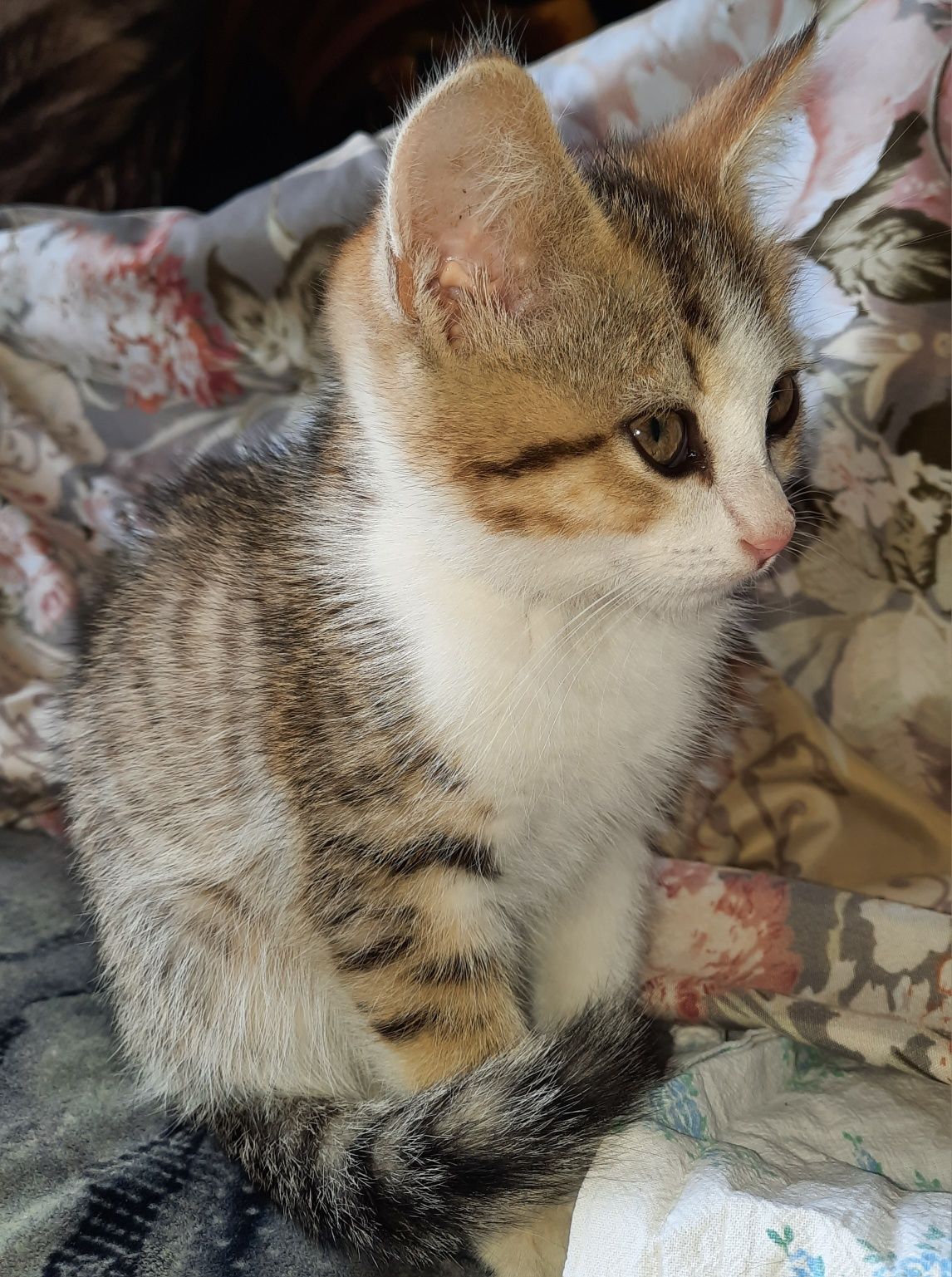Котенок ищет дом!!!