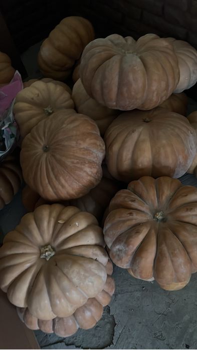 Продам Лечебную Тыкву свежую