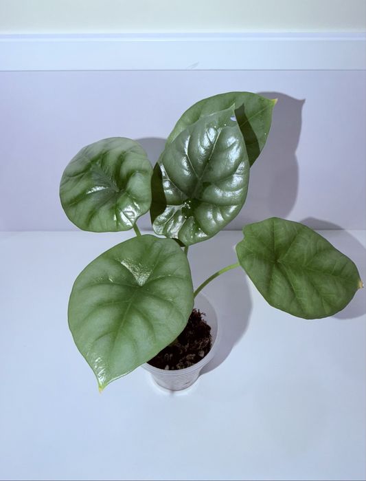 Алоказия, комнатные растения, комнатные цветы