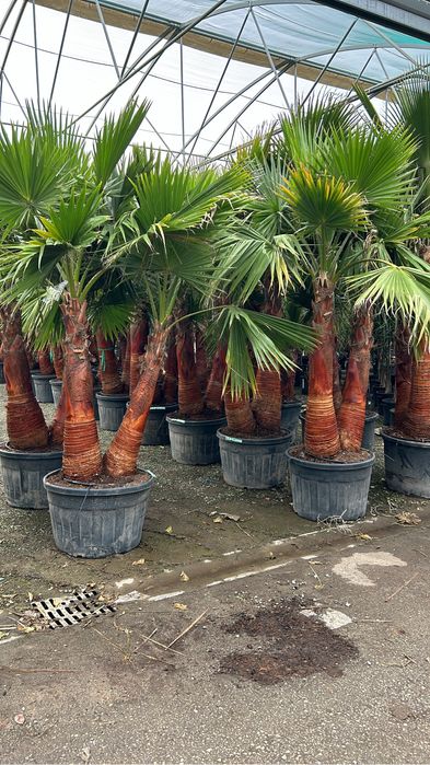 Plante ornamentale