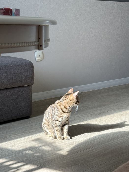 Отдам кошку в хорошие руки