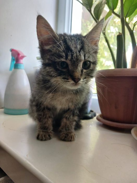 Котенок девочка 1,5 мес