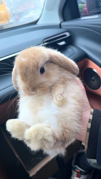 Oilangizga mehr va tabassum olib kiradigan quyonchalar!