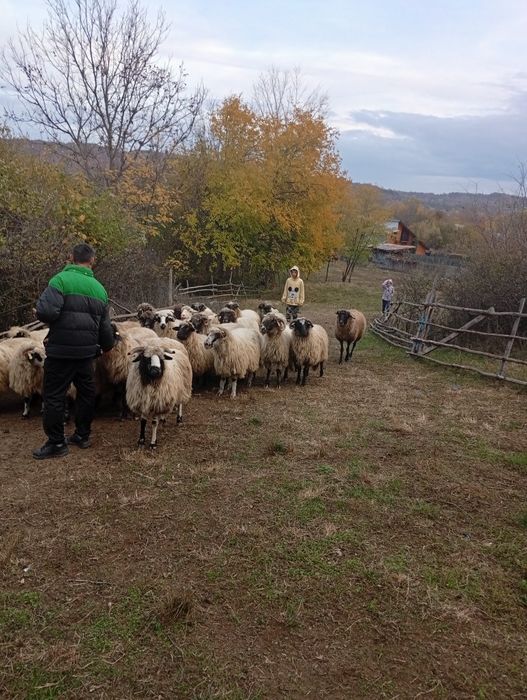 Vând oi țurcane.