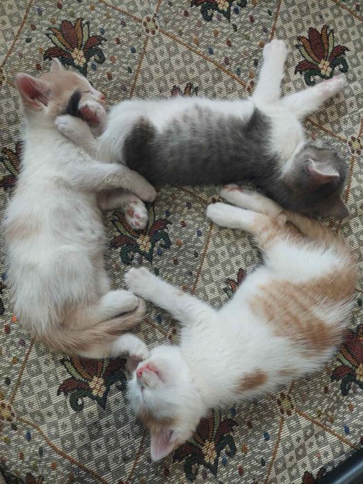 Малки котенца мъжки