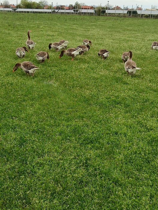 Продавам едногодишни гъски!