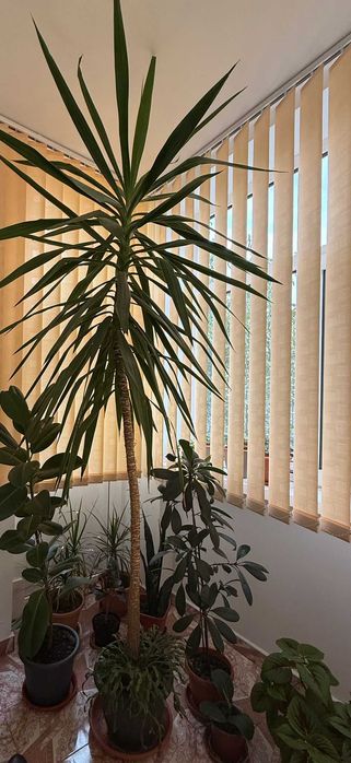 De vanzare Planta de interior - Yucca 2.5m (Iuca)