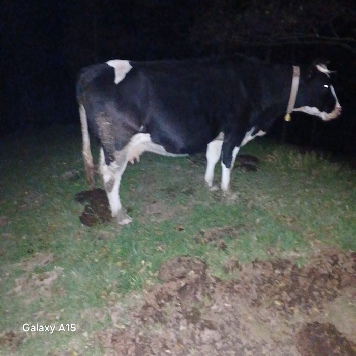 Vand vaca buna de lapte