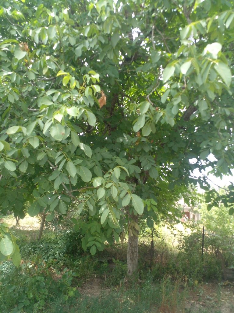 Жангак агаш  кымге керек