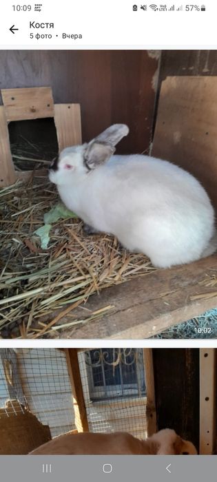 Кролики разных пород