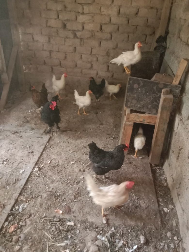 Tovuqlar va  Horoz.srochni sotiladi.