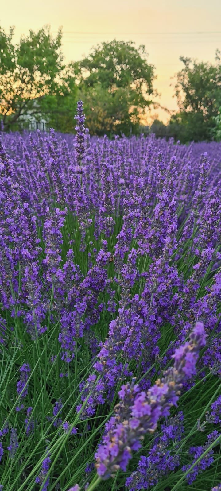 Flori lavanda uscata