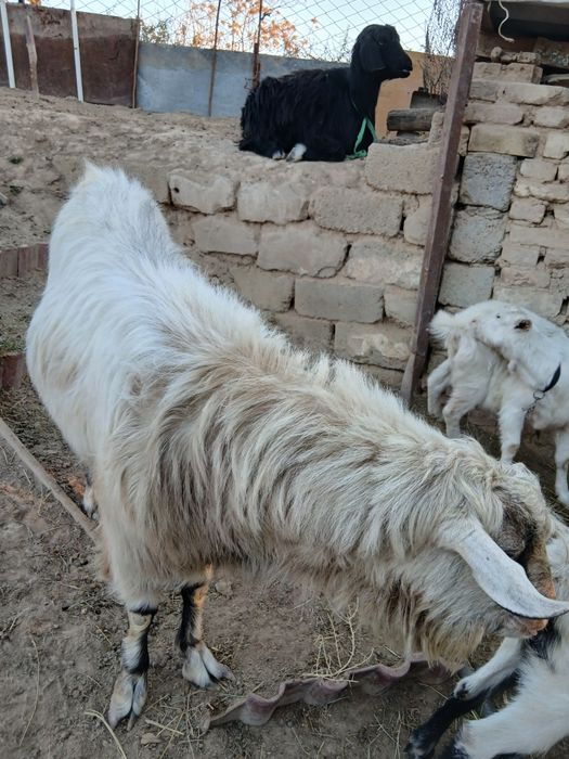 Козел Зааненский