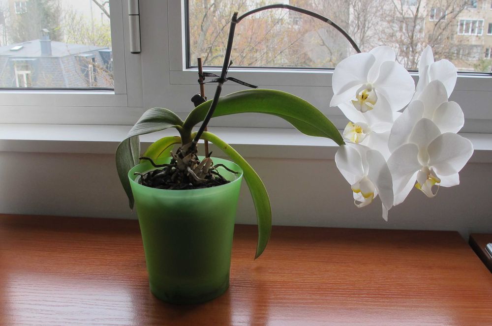 Орхидея бяла в контейнер